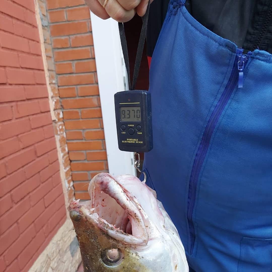 Фото Щуку весом с поросёнка поймал новосибирский рыбак в Оби 2